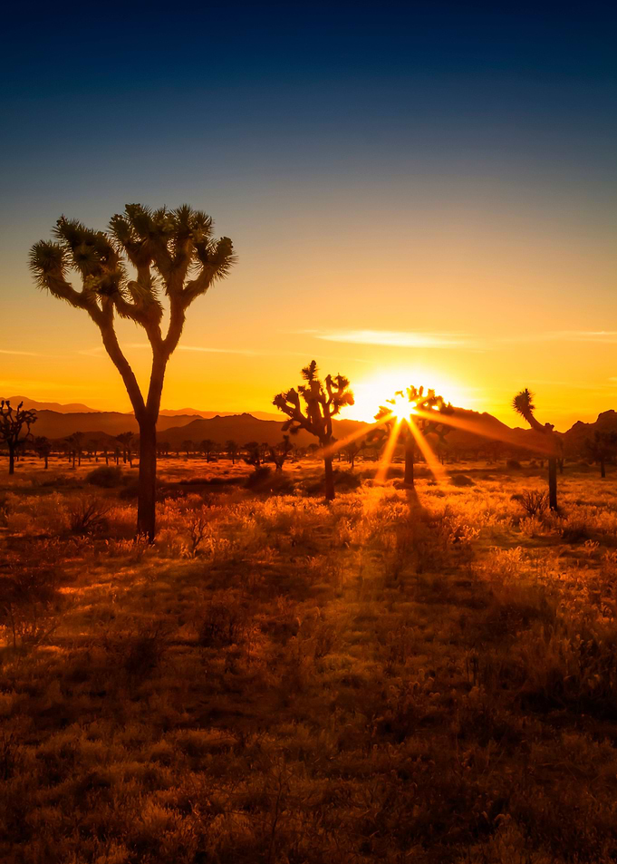 Joshua Tree Sunset