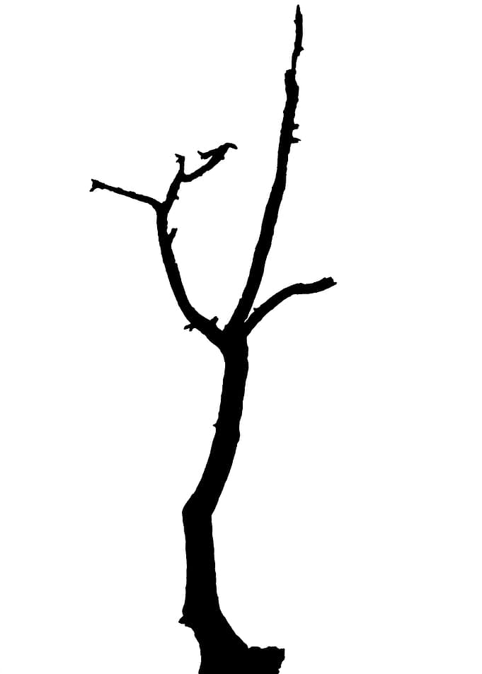 In memory of trees no4
