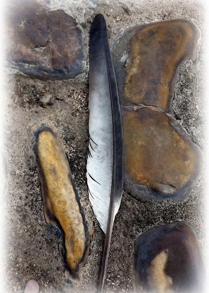 A fallen feather