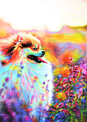 Thoughtful Pomeranian