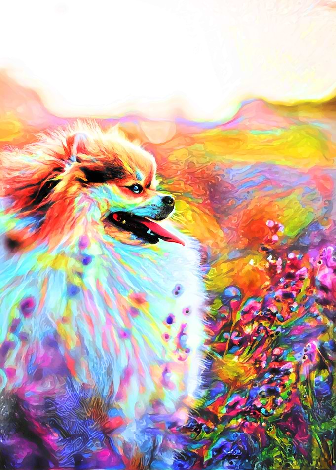 Thoughtful Pomeranian