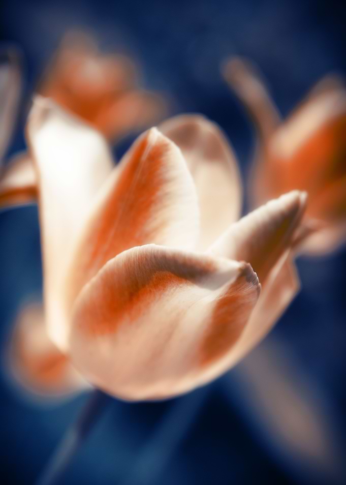 Tulips Flowers