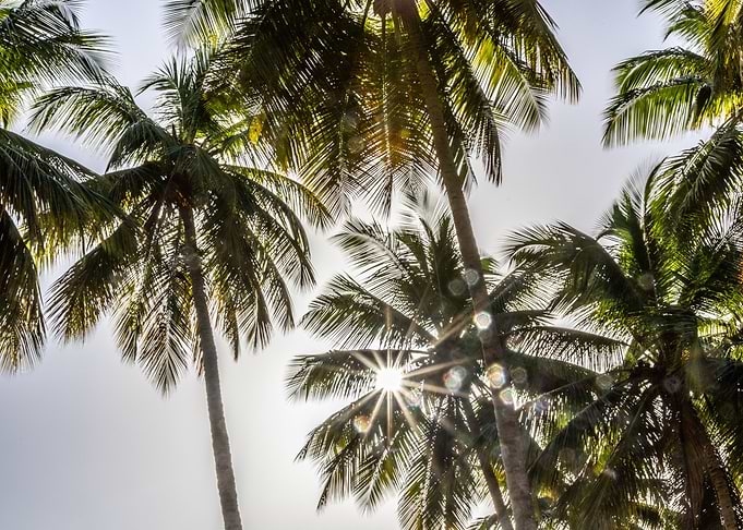 Sunstar between Palms