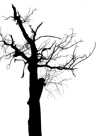 In memory of trees no14