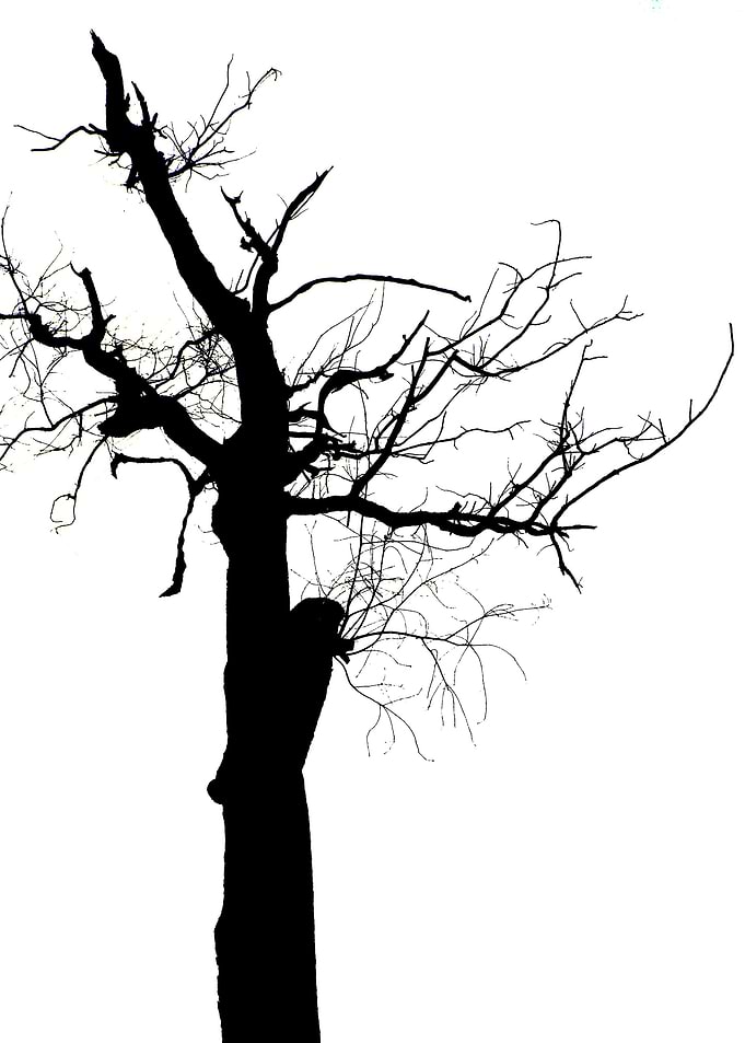 In memory of trees no14