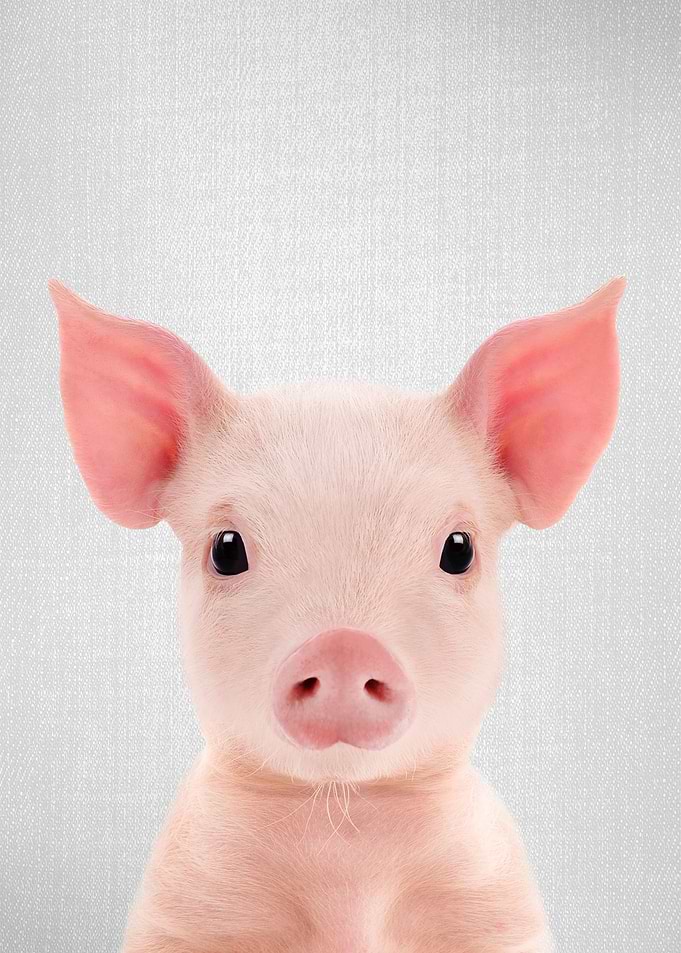 Piglet Colorful