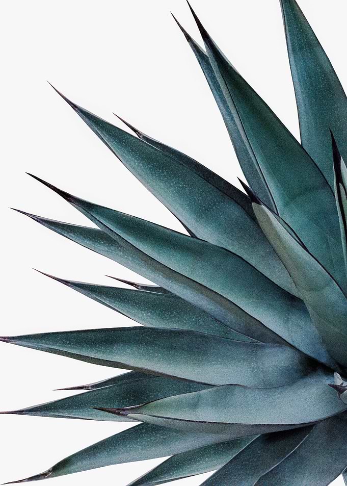 Agave Vivid Vibes 1