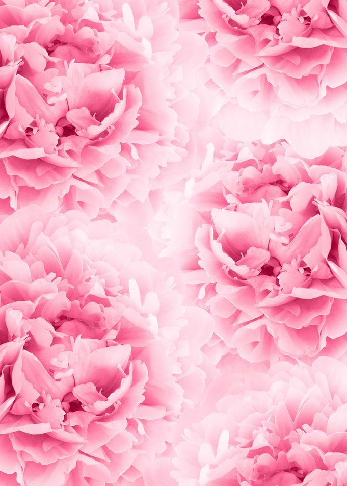 Light Red Peonies Dream 1
