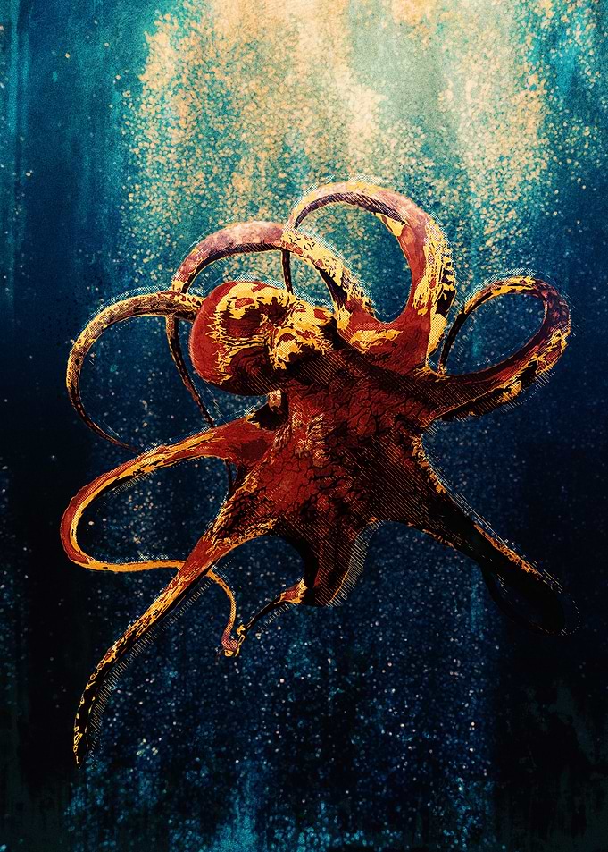 Octopus 01