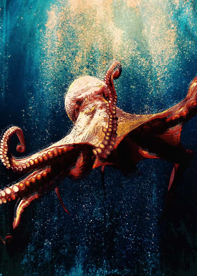 Octopus 02