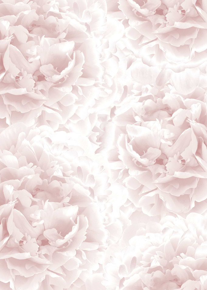 Blush Rose Peonies Dream 1