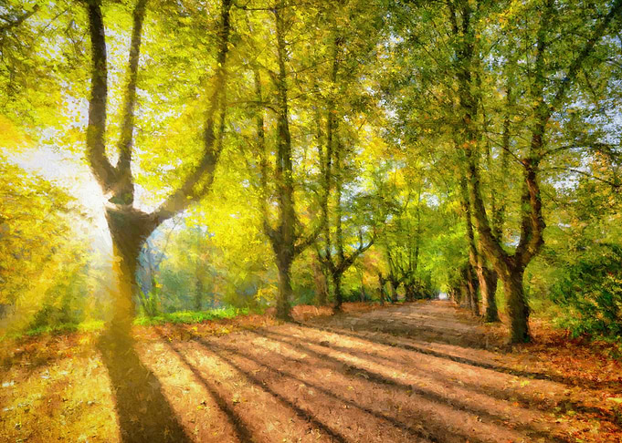 Sunshine Avenue