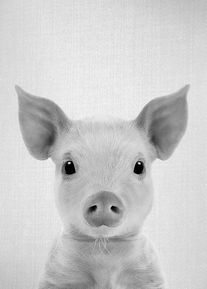 Piglet BW