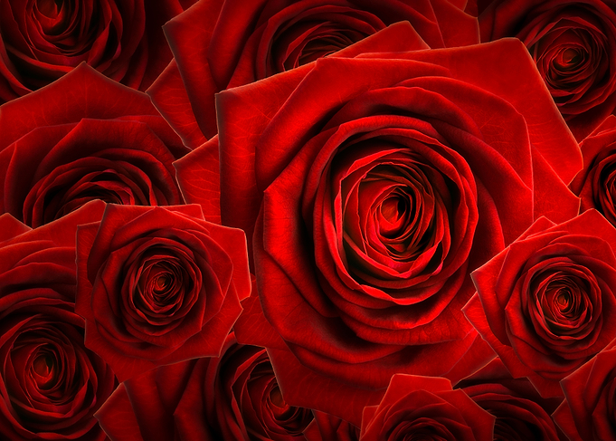 Rose Montage