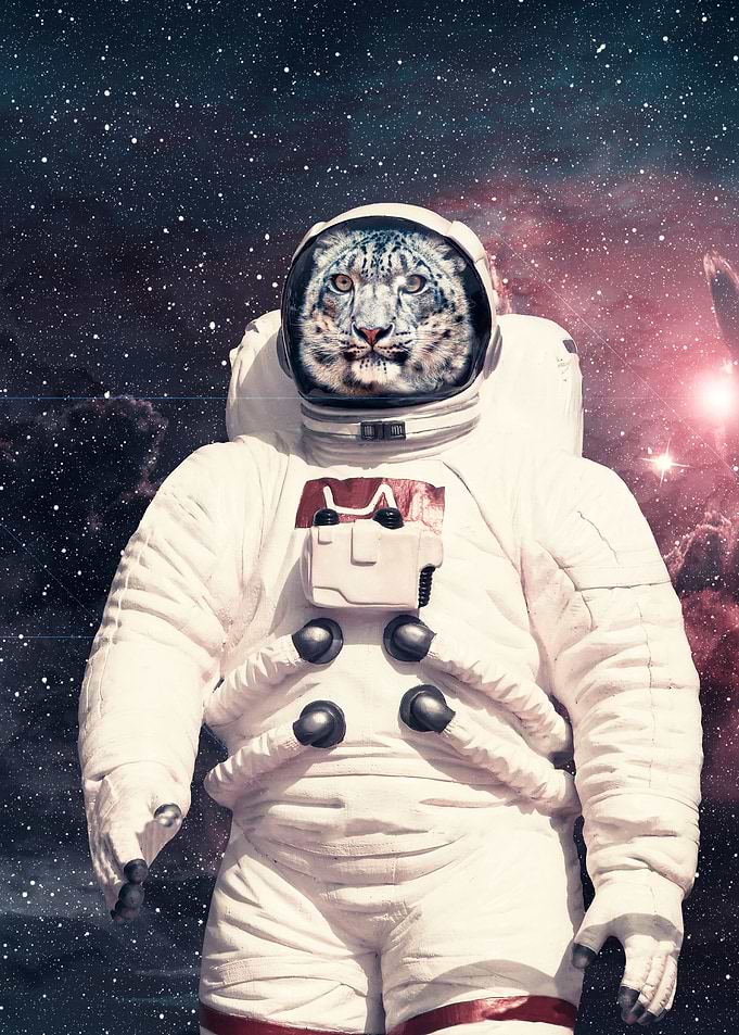 snow leopard on space