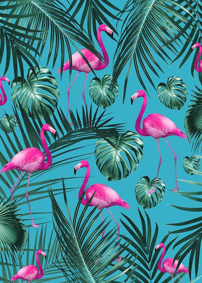 Tropical Flamingo 4