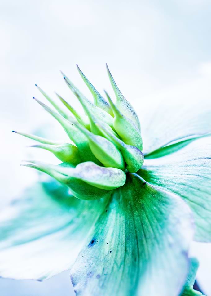 Helleborus