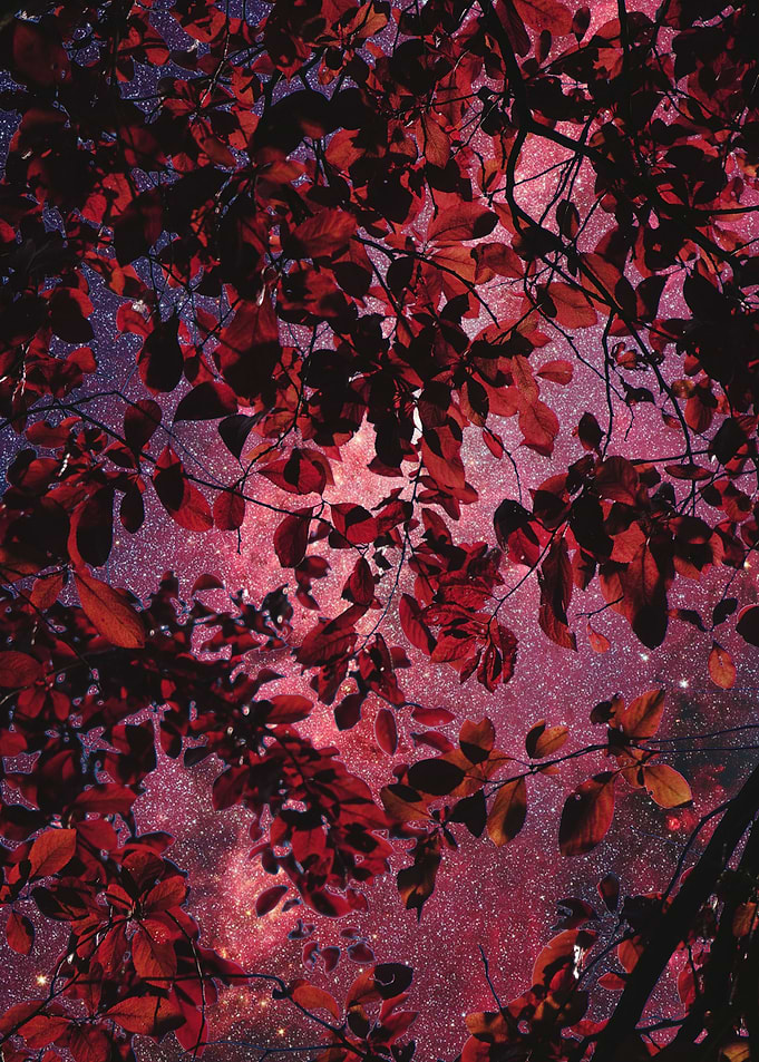 Autumn leaves