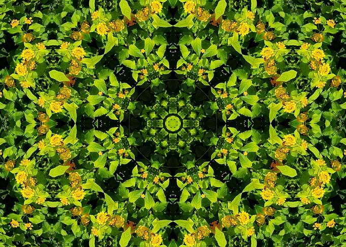 symmetry in nature 1