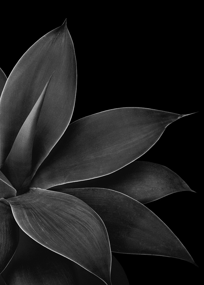 Gray Agave 1