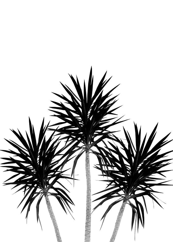 Palm Trees Cali Summer 2