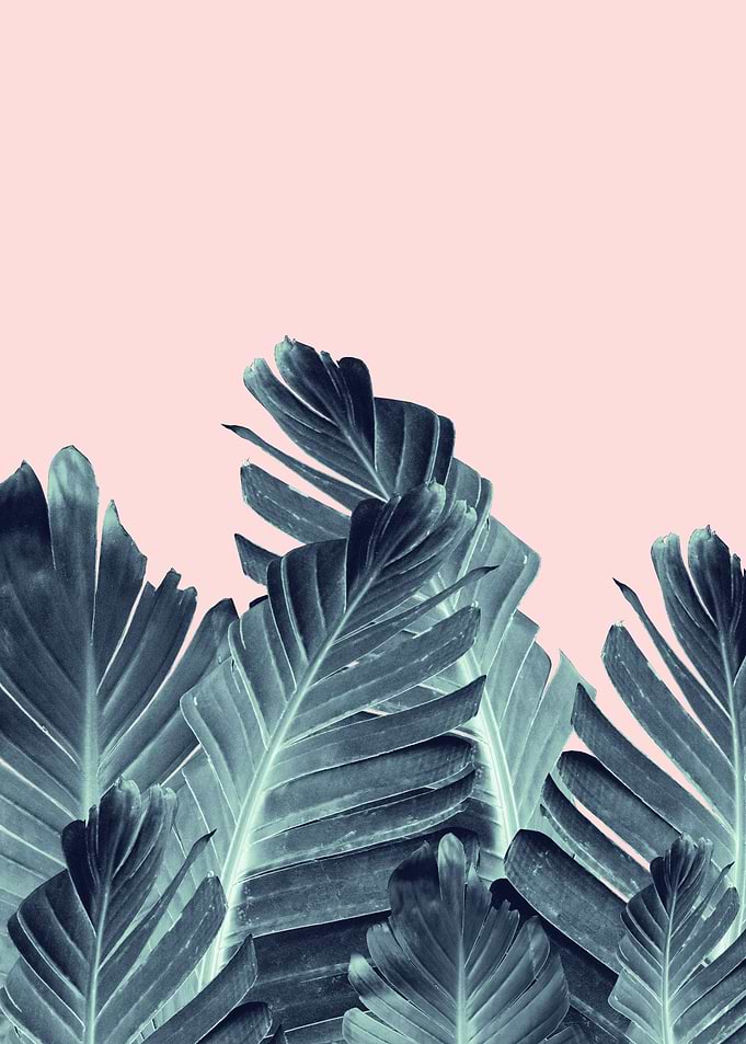 Blush Blue Banana Leaves 1