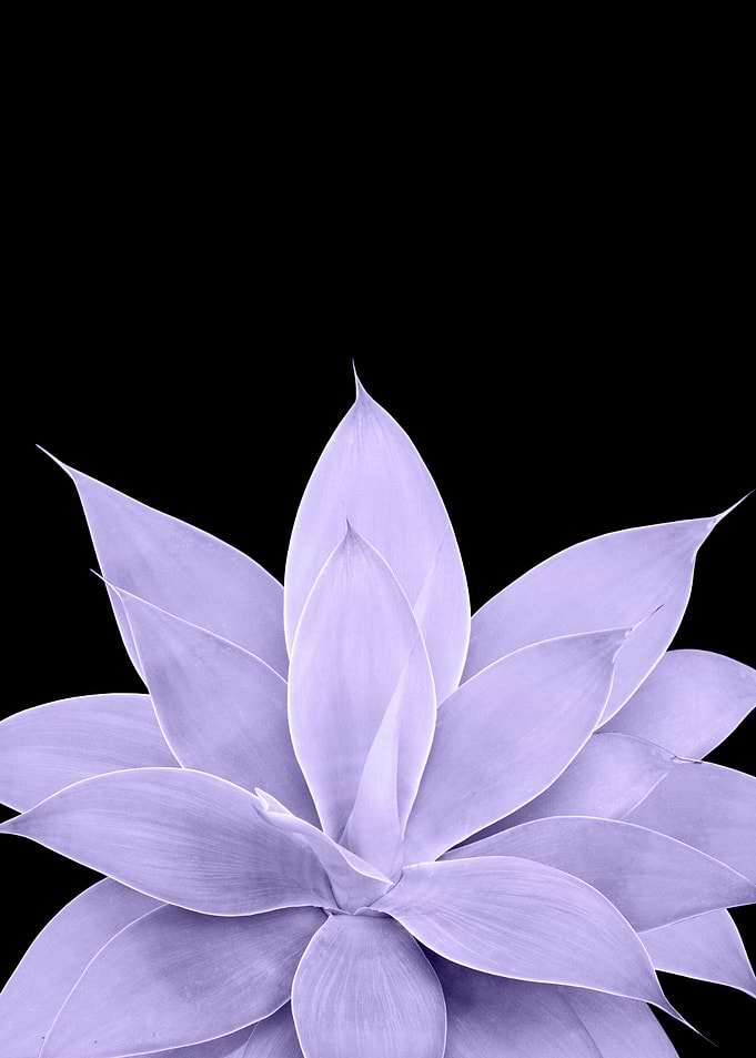 Ultra Violet Agave 1
