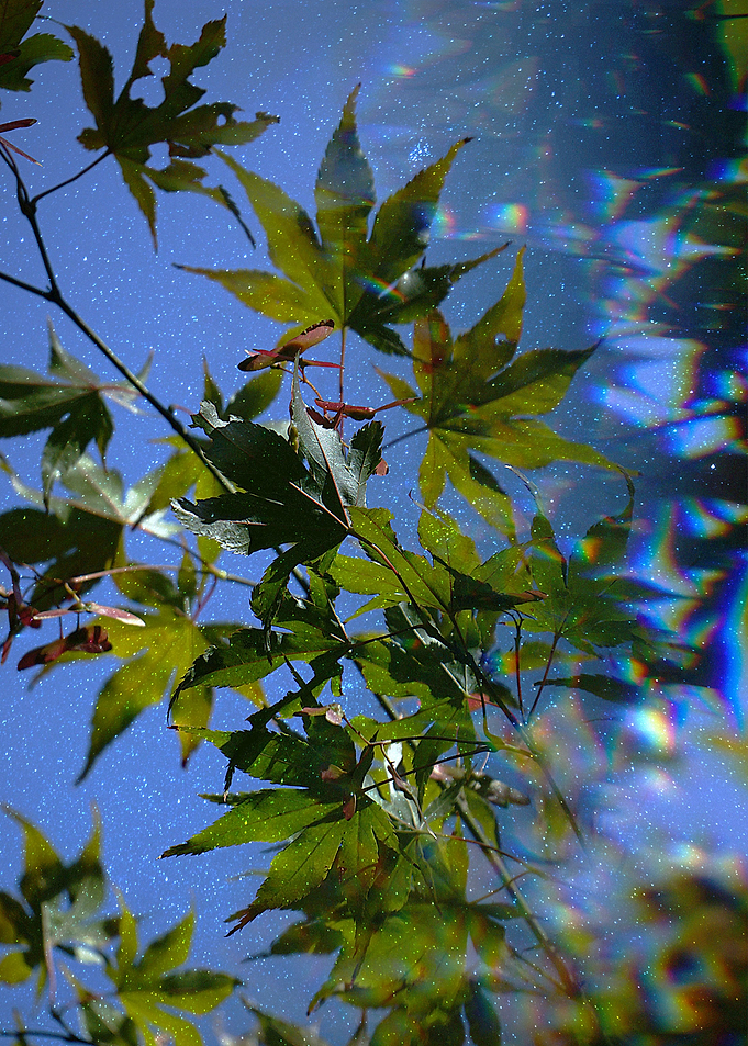 Autumn leaves