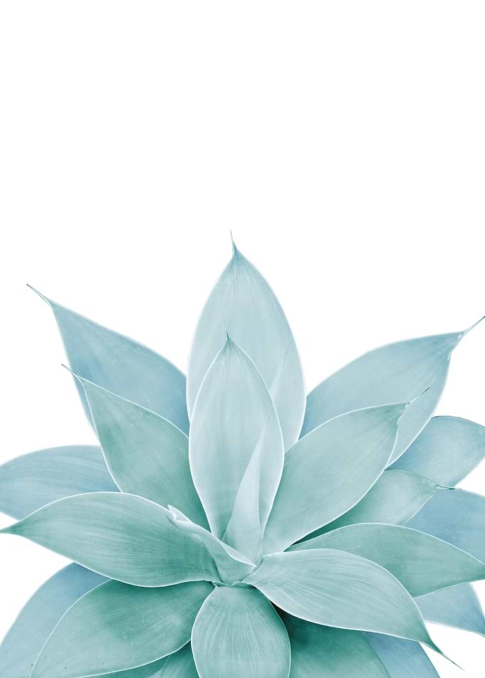 Green Agave 1
