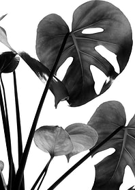 Monstera Vibes 2