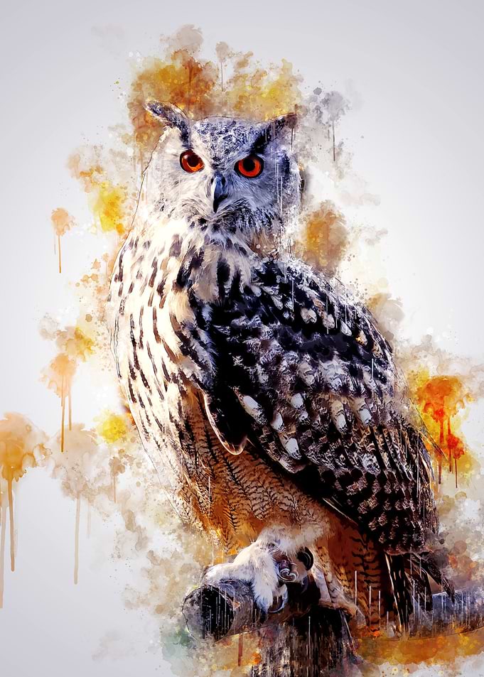 Owl on Branch