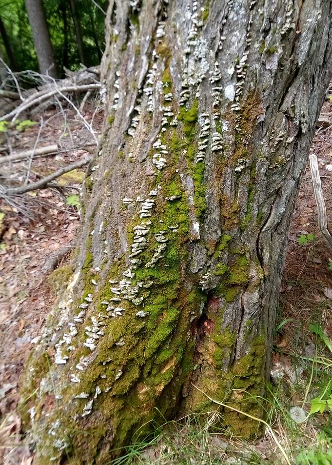 Mushroom Fairy Tree