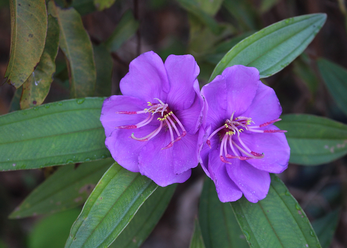 Grass Violet Flower