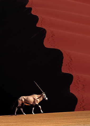 wavy sand dunes oryx