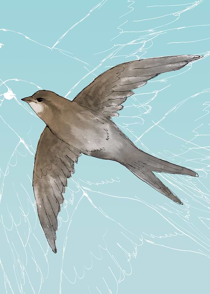 Common Swift in the air