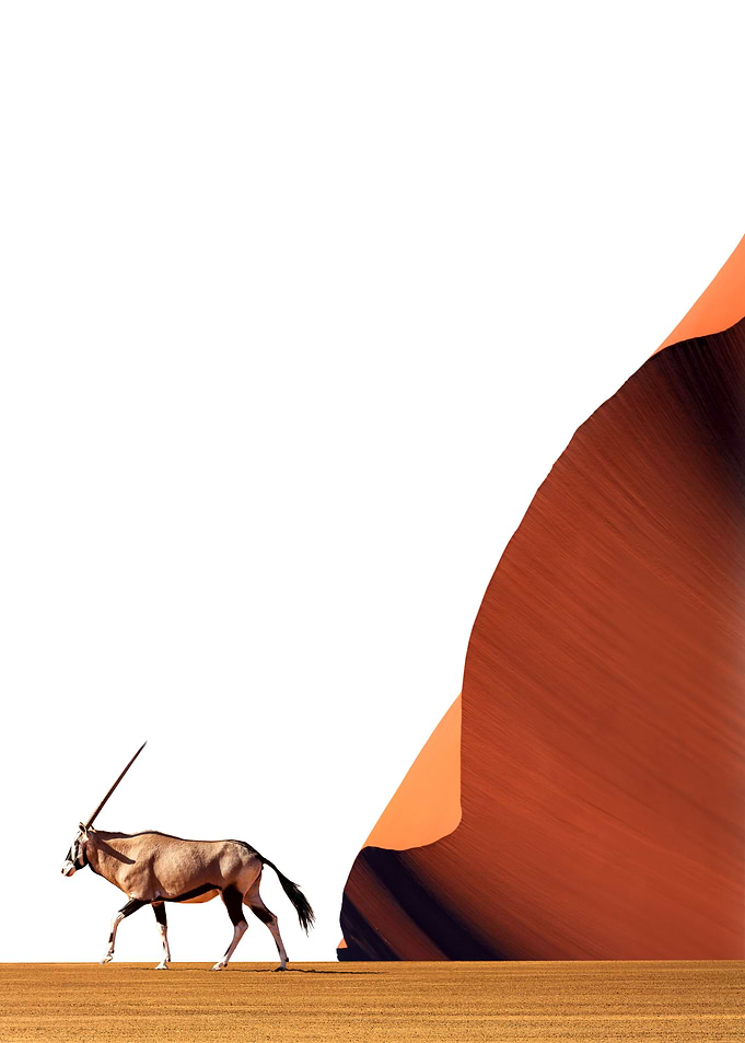 sand dunes and oryx