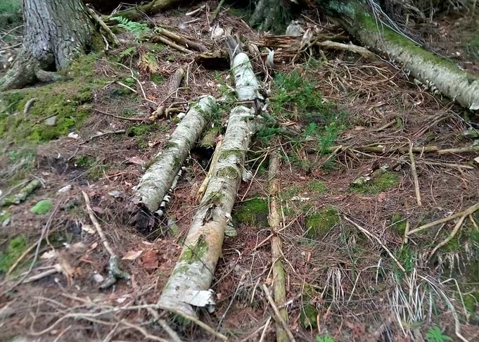 Decaying Birch