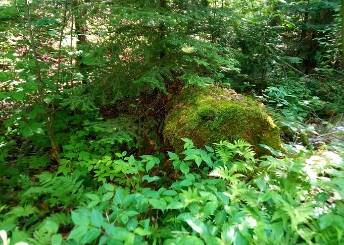Mossy Log