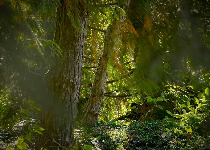Forest 1