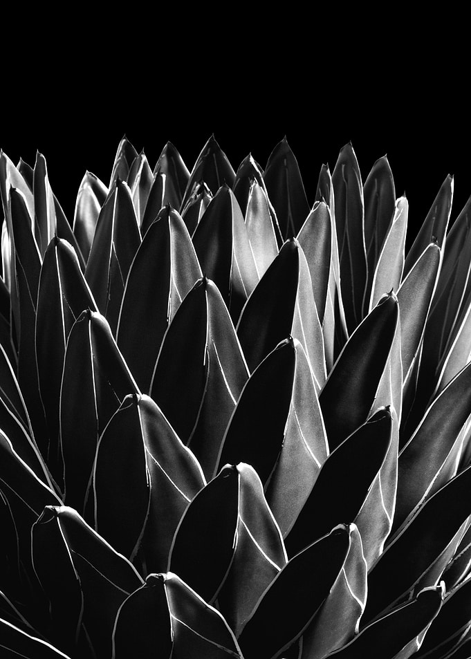 Agave Chic 8