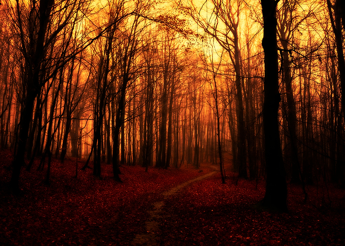 Dark autumn forest