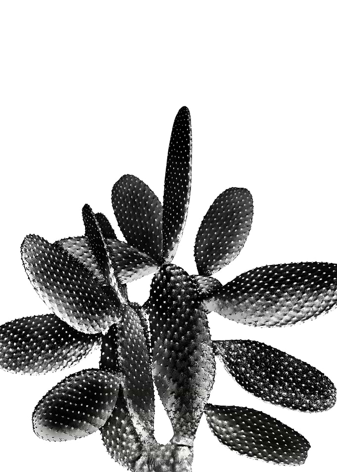 Black White Cactus 1