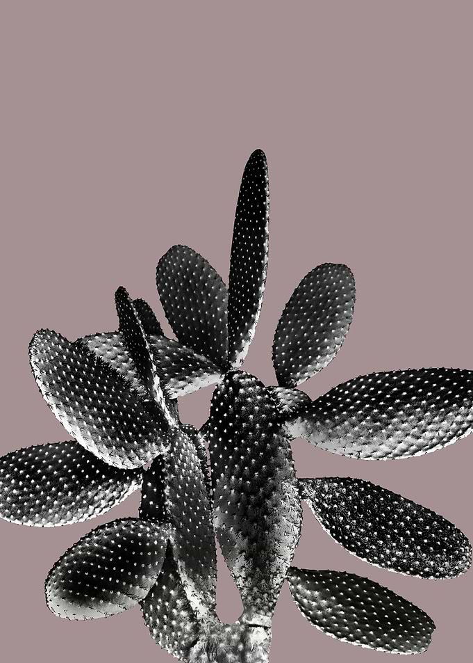 Black Mauve Cactus 1