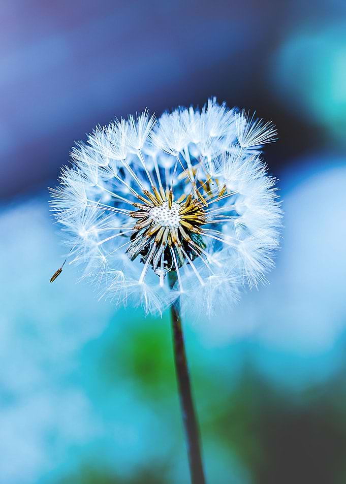 Dandelion