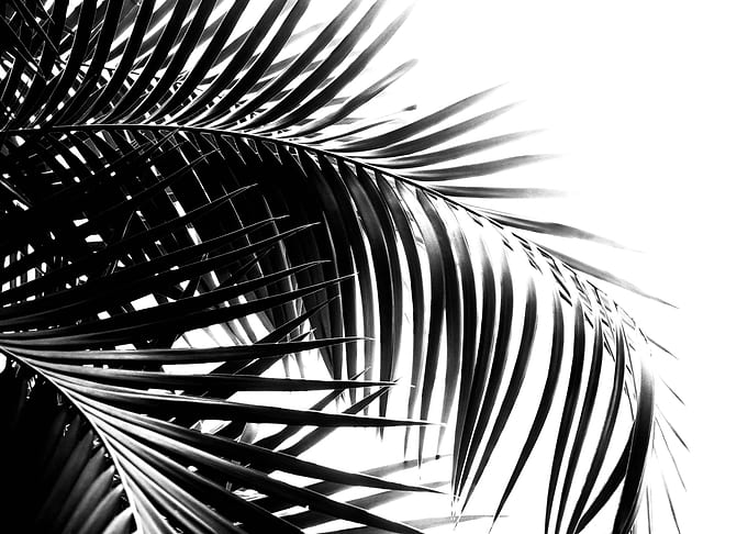 Palm Leaves Black White 3