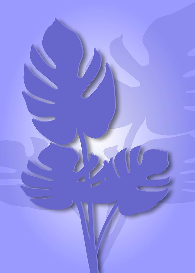 COSTELA DE ADAO LILAS