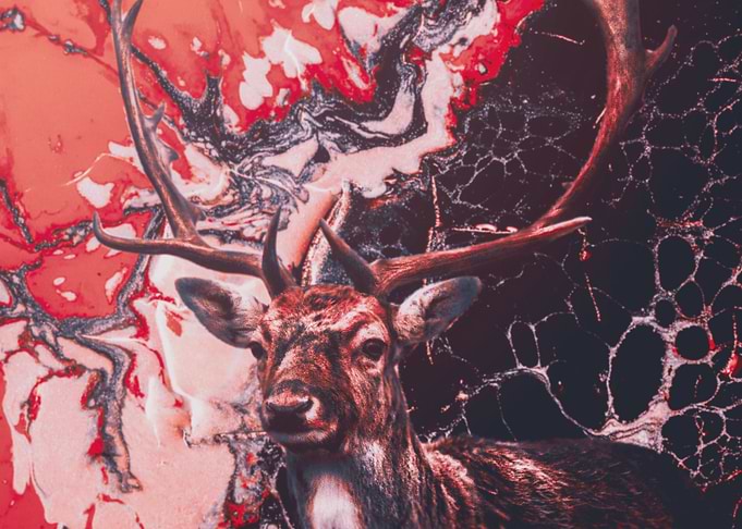 Oh Deer