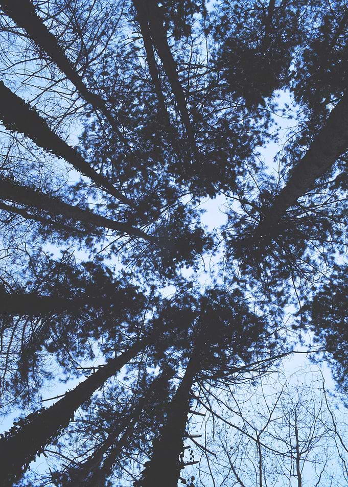 Looking Up At Trees