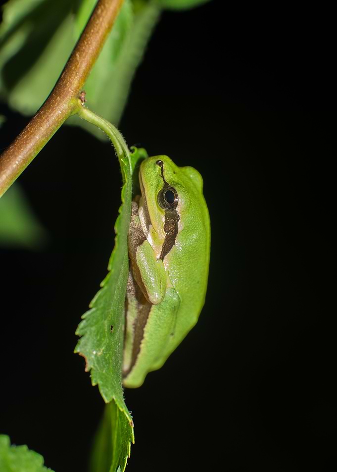 Small tree frog resting