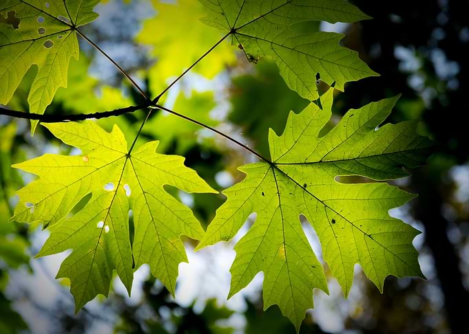 Leaves 1